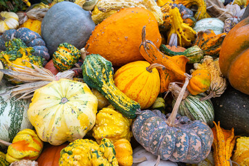Vibrant close-up of assorted gourds and pumpkins in various colors, shapes, and textures. Ideal for fall décor, harvest season imagery, Thanksgiving themes, farmers markets, and seasonal advertising.