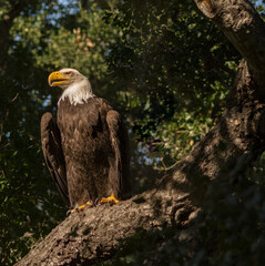 American Eagle