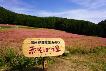 信州　赤ソバの里　満開の蕎麦畑