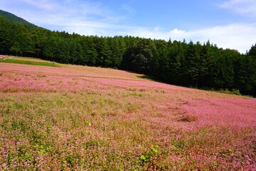 信州　赤ソバの里　満開の蕎麦畑