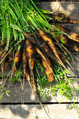 Freshly harvested carrots with soil resting on a wooden farm table in a sunny garden setting during late summer