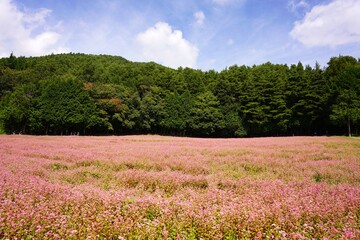 信州　赤ソバの里　満開の蕎麦畑