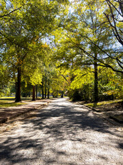 A peaceful tree-lined brick pathway in a park with bright green foliage and dappled sunlight. Ideal for nature themes, wellness, outdoor recreation, travel concepts, and seasonal environmental backgro