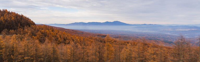 日本：霞がかかった浅間山をバックにしたオレンジ色の森のパノラマ【メルヘン街道・ふるさとの森】長野県小海町・11月