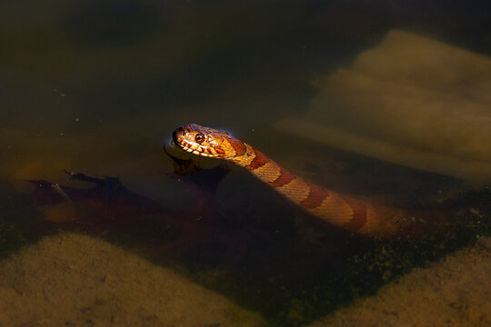 Red-banded water snake swimming across shallow water with its head above the surface. Detailed scales, natural colors, and calm reflections create a striking wildlife scene.