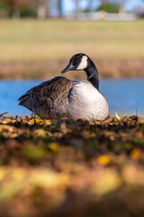 A Canada goose resting on colorful autumn leaves beside a calm lake. Close-up wildlife photograph...
