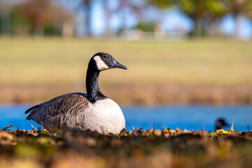 A Canada goose resting on the ground beside a calm lake during autumn. Close-up wildlife shot with soft blurred background and natural outdoor lighting.