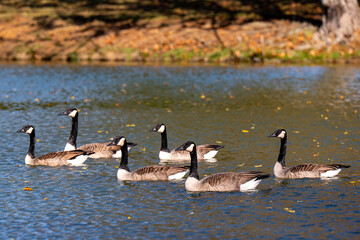 A group of Canada geese swimming together on a calm lake during autumn, with golden reflections and soft natural light. Wildlife scene showcasing seasonal nature and migratory waterfowl.