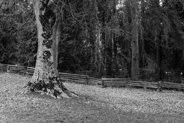 black and white Fence in a green city park in early spring time , covered with moss