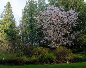 blossom trees in the early spring city park