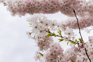 Japanese Pink Cherry Blossom tree. Beautiful large pink flowers opened on branches of profusely blooming