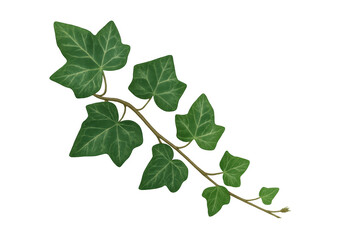 Fresh green ivy vine with leaves trailing, showing nature and growth on transparent background for easy use