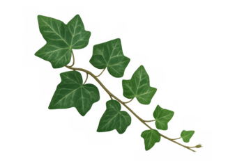 Fresh green ivy vine with leaves trailing, showing nature and growth on transparent background for easy use