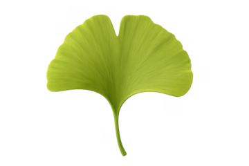 Ginkgo biloba leaf showcasing a vibrant green fan shape, an isolated botanical element with transparent background