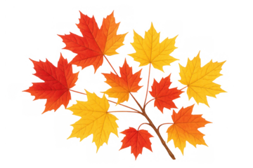 Branch with maple foliage displaying vibrant red, orange, and yellow autumn colors. Transparent background