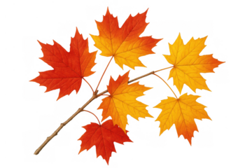 Maple leaves in vibrant autumn colors on a branch creating a beautiful fall background with a transparent composition
