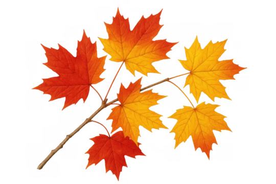 Maple leaves in vibrant autumn colors on a branch creating a beautiful fall background with a transparent composition