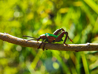 Close-Up Macro of Sagra buqueti Frog-Legged Beetle – Metallic Rainbow Exoskeleton in Natural Light