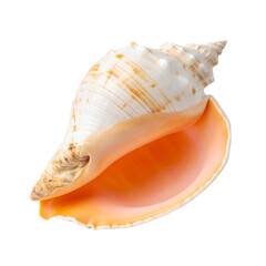 Ocean's Whisper: A captivating conch shell, with its exquisite spiral form and delicate hues, evokes a sense of tranquility and the mysteries of the sea.