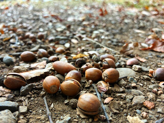 秋の公園のどんぐり