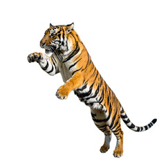 Fototapeta premium Tiger's Leap: A majestic tiger in mid-air, showcasing its power, agility, and the captivating beauty of its stripes. A symbol of strength and the untamed spirit of the wild.