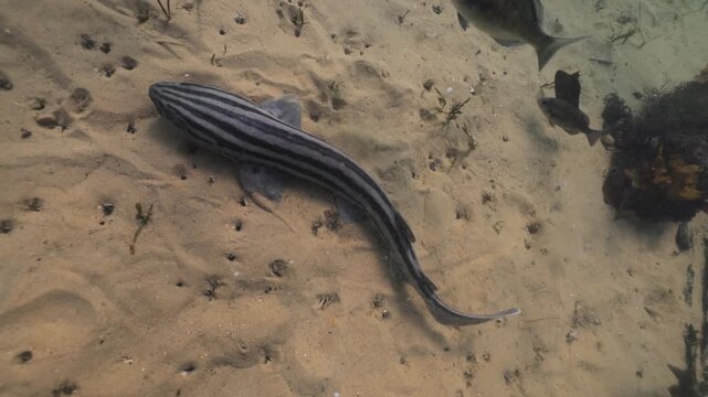 Divers gently touch a curious catshark while observing a small group gliding through the lush kelp forest, studying their calm behavior as filtered light reveals the sharks smooth, patterned bodies.