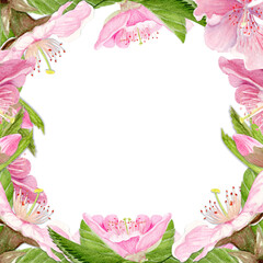 Pink sakura flowers, green leaves watercolor square frame isolated on white. Spring floral design perfect for invitations, cards, packaging, Japanese themes, botanical backgrounds, pastel tones.