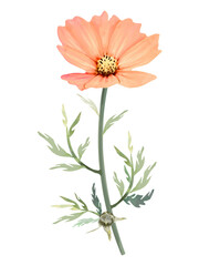 水彩で描いたピンクのコスモスのイラスト