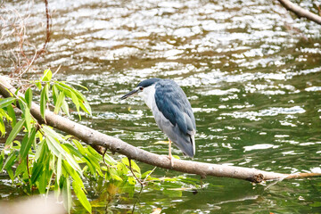 Black-crowned Night Heron Perched on Fallen Log Over Green Water