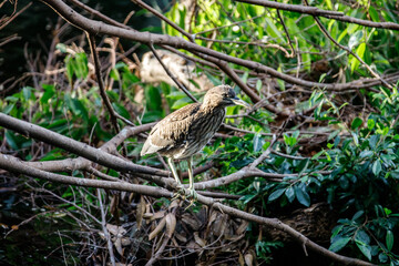 Juvenile Night Heron Perched on Forest Branches