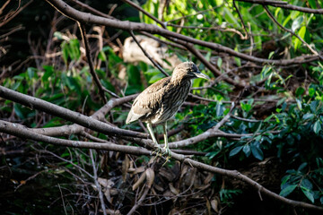 Juvenile Night Heron Perched on Forest Branches