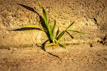 Perseverance: Tiny Plant Growing in Harsh Environment
