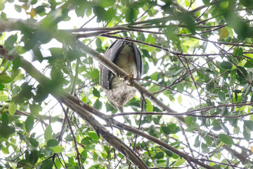Black-crowned Night Heron Resting High Up in the Tree Canopy