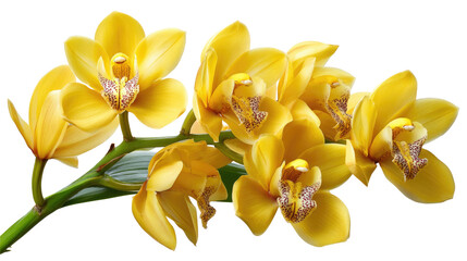 Fototapeta premium Stunning Yellow Orchid Blooms on Natural Green Stem Isolated on White Background for Floral Design and Decoration