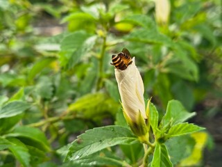 bee on a flower