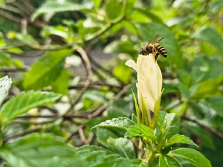bees and flowers in the morning
