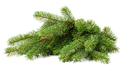 A pile of green pine tree branches on a white background.