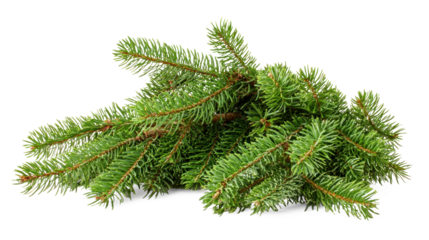 A pile of green pine tree branches on a white background.