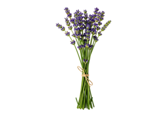 Fresh bouquet of fragrant purple lavender flowers tied with natural twine, perfect for aromatherapy, decoration, or herbal remedies, isolated on transparent background