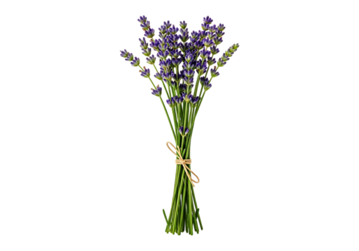 Fresh bouquet of fragrant purple lavender flowers tied with natural twine, perfect for aromatherapy, decoration, or herbal remedies, isolated on transparent background