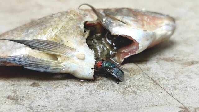 The green bottle fly, blowfly or common greenbottle fly (Lucilia sericata), which perches on fish carcasses. The fly feeds and reproduces on animal carcasses.