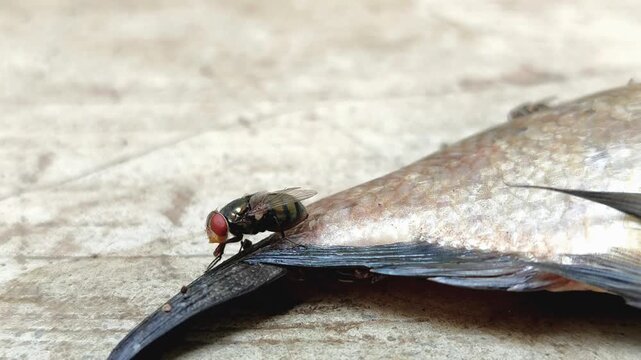 The green bottle fly, blowfly or common greenbottle fly (Lucilia sericata), which perches on fish carcasses. The fly feeds and reproduces on animal carcasses.