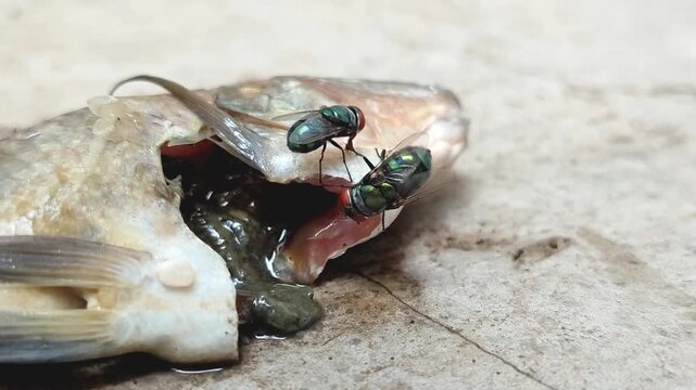 The green bottle fly, blowfly or common greenbottle fly (Lucilia sericata), which perches on fish carcasses. The fly feeds and reproduces on animal carcasses.
