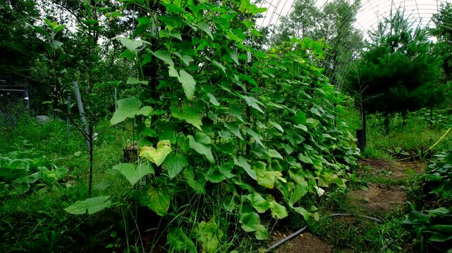 Slowly yellowing or withering gherkin cucumber plants growing its vines on trellis made from cattle panels