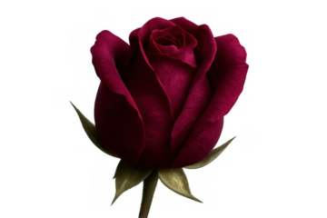 Red rosebud showing romance, love, and beauty, a symbol of nature with a transparent background