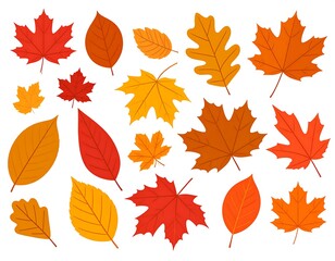 Fototapeta premium Assortment of vibrant, autumn-colored leaves scattered on a white background