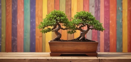 Bonsai tree in simple wooden planter against a bright and bold multi-colored striped wall ,  bright colors,  striped background
