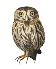 Hand drawn owl. Winter woodland animals clipart. Watercolor illustration.