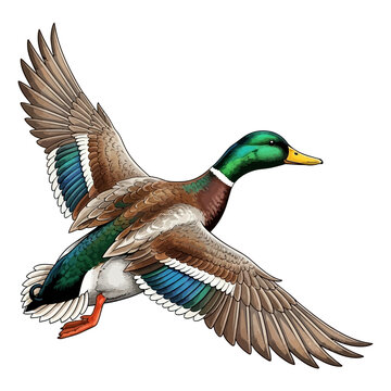 mallard duck hunting illustration logo vector image t shirt