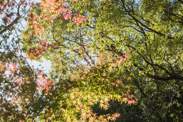 秋・冬の日本の季節の風景　紅葉した森の木々　川・湖の水面の太陽の光の反射でキラキラ美しい輝くカエデの木の葉　観光・旅行・自然・アウトドアの背景